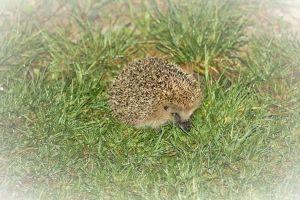 Découvrez la naissance de N pour Nature, une marque de vêtements éthique pour les bébés jusqu'à un an